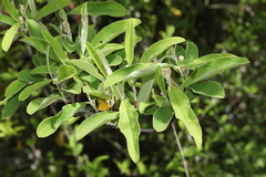 Cotoneaster frigidus