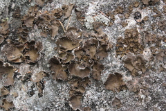 Umbilicaria muhlenbergii
