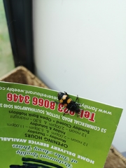 Nicrophorus interruptus