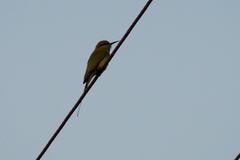 Merops orientalis