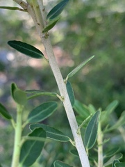 Ilex vomitoria image