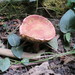 Ruby Bolete - Photo (c) amc, some rights reserved (CC BY-NC), uploaded by amc