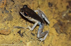 Leptobrachella gracilis