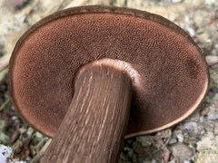 Porphyrellus