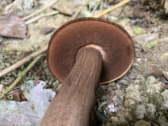 Porphyrellus