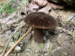 Porphyrellus