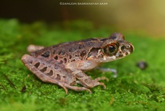 Leptobrachella hamidi