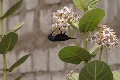 Cinnyris asiaticus