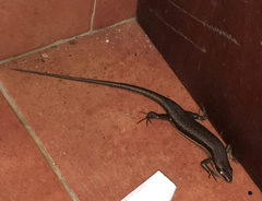 Trachylepis