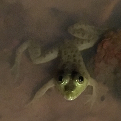 Hoplobatrachus occipitalis
