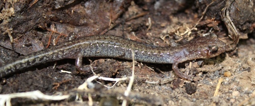 Big Levels Salamander