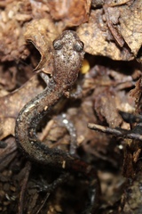 Plethodon sherando