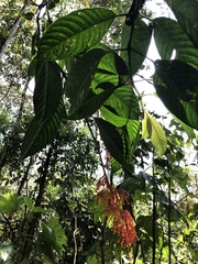 Palicourea sodiroi