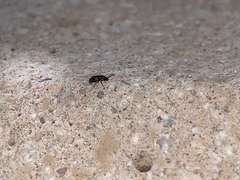 Poecilocrypticus formicophilus