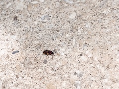 Poecilocrypticus formicophilus
