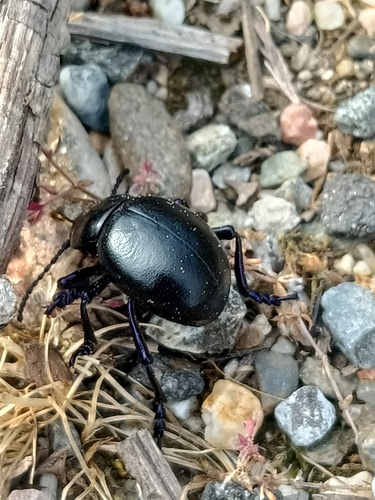 Timarcha pimelioides