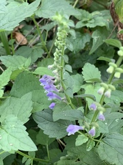 Scutellaria altissima