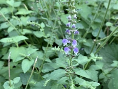 Scutellaria altissima