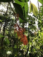 Palicourea sodiroi