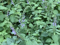Scutellaria altissima
