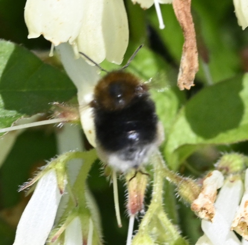 Tree bumblebee
