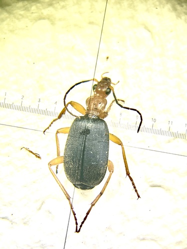 Brachinus sublaevis