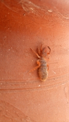 Gluvia dorsalis