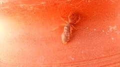 Gluvia dorsalis