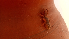 Gluvia dorsalis