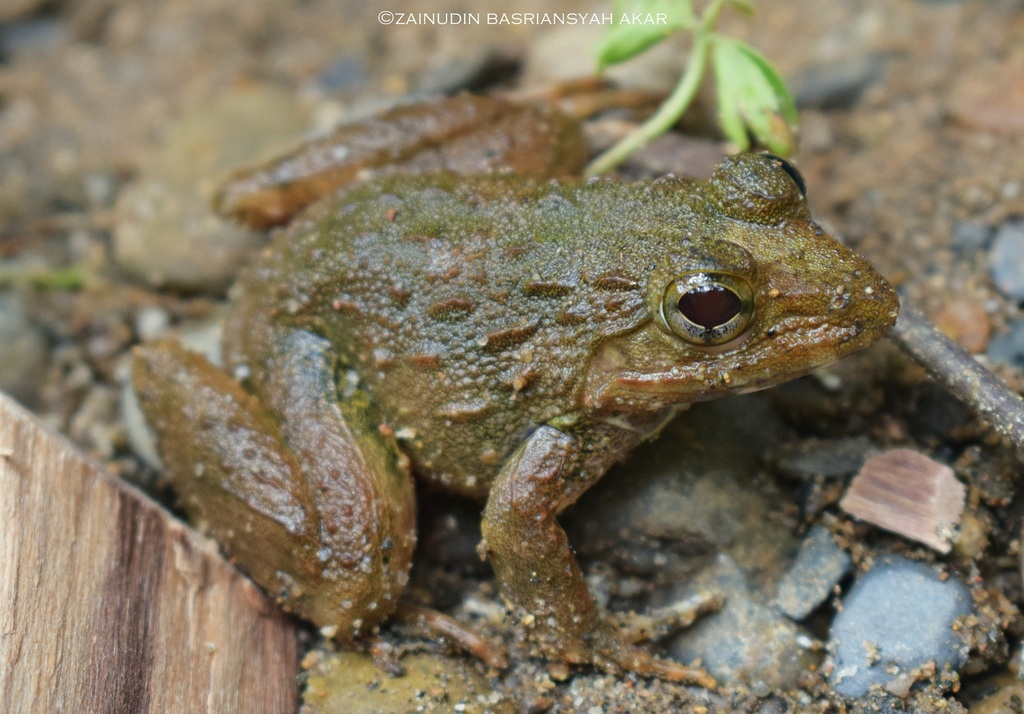Rough-Backed River Frog