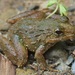 Rough-backed River Frog - Photo (c) Zainudin Basriansyah Akar, some rights reserved (CC BY-NC), uploaded by Zainudin Basriansyah Akar