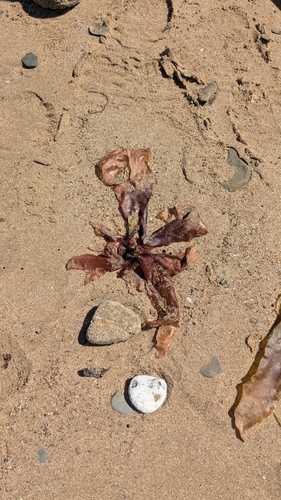 Image of Palmaria palmata by (c) alicia penney, some rights reserved (CC BY)