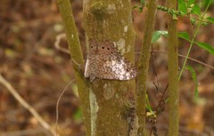 Hamadryas amphichloe