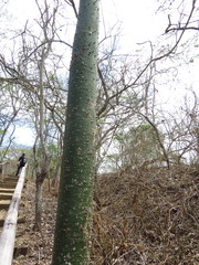 Ceiba trischistandra