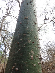Ceiba trischistandra