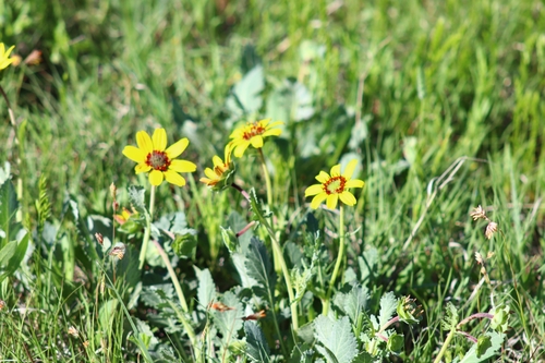 Image of Berlandiera lyrata by no rights reserved