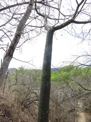 Ceiba trischistandra