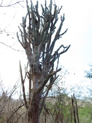 Armatocereus cartwrightianus