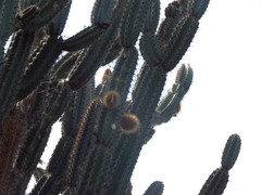 Armatocereus cartwrightianus