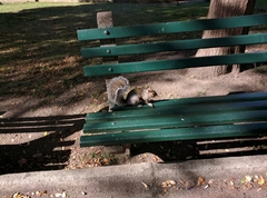 Sciurus carolinensis