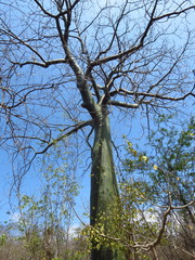 Ceiba trischistandra