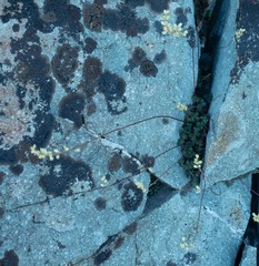 Heuchera grossulariifolia