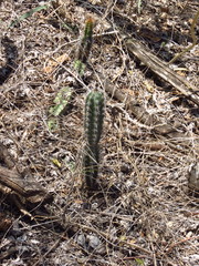 Praecereus euchlorus diffusus