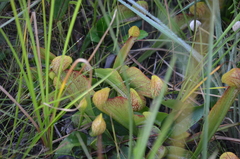 Sarracenia psittacina