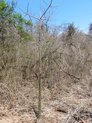 Ceiba trischistandra