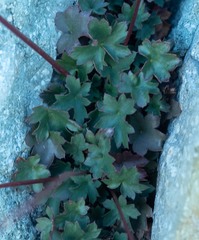 Heuchera grossulariifolia
