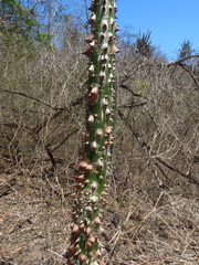 Ceiba trischistandra