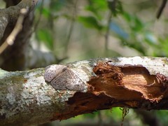 Hamadryas amphichloe