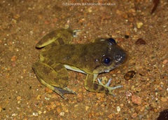 Limnonectes conspicillatus