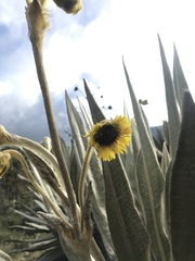 Espeletia grandiflora